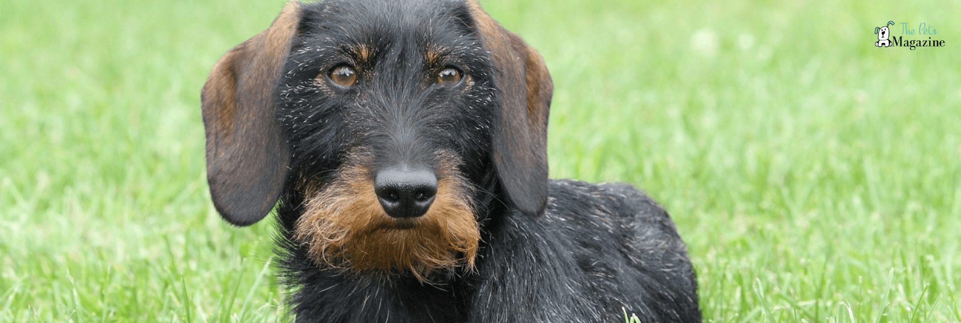 Wire-haired Dachshund