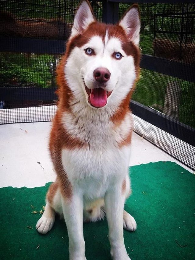 Red Husky Breed Facts ThePetsMagazine
