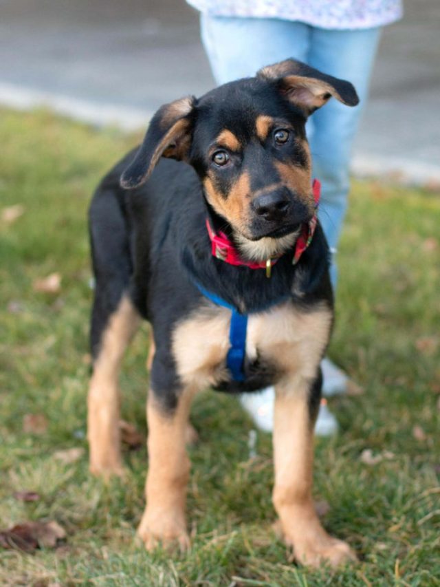 Rottweiler German Shepherd ThePetsMagazine