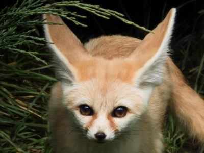 A Fennec Fox Pet