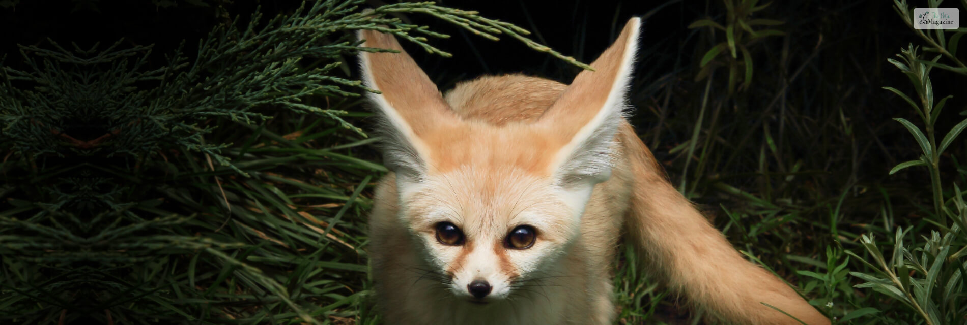 A Fennec Fox Pet