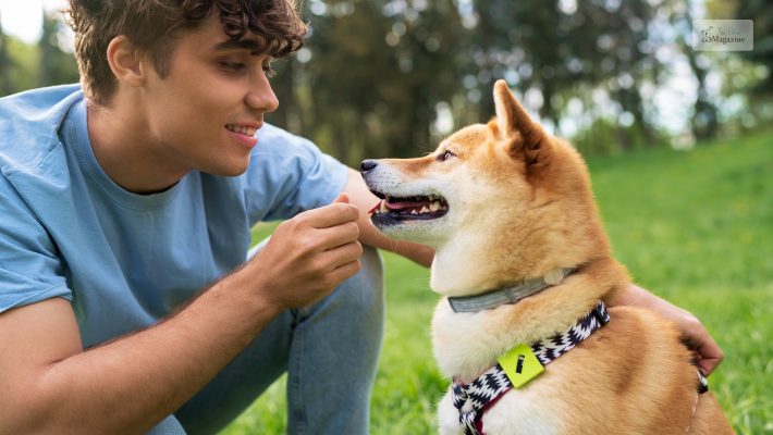 Benefits of Flea Collars For Dogs