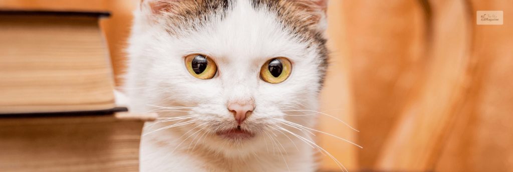 View of Is Your Cat Drooling? Possible Causes And When To Call The Vet