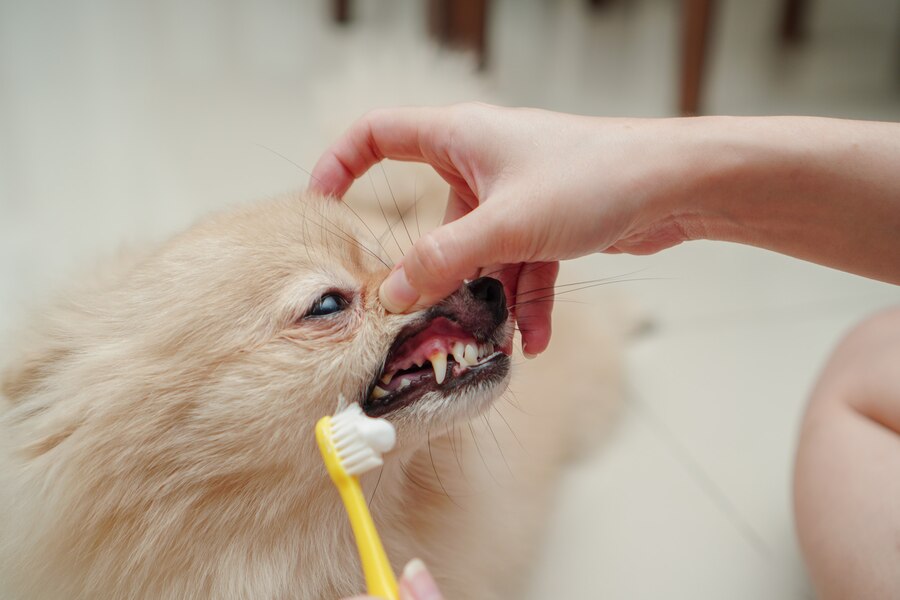Common Dental Problems In Pets