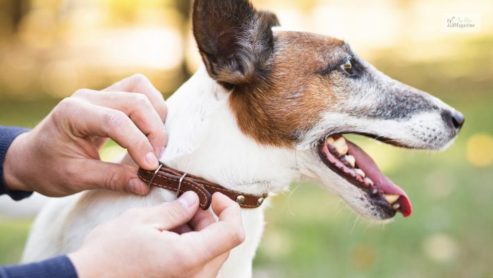 Common misconceptions about Dog Flea Collars