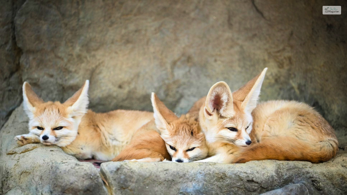 Cons Of Keeping Fennec Fox Pets