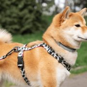 Flea Collars for Dogs