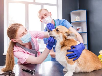 Importance Of Oral Health For Dogs And Cats