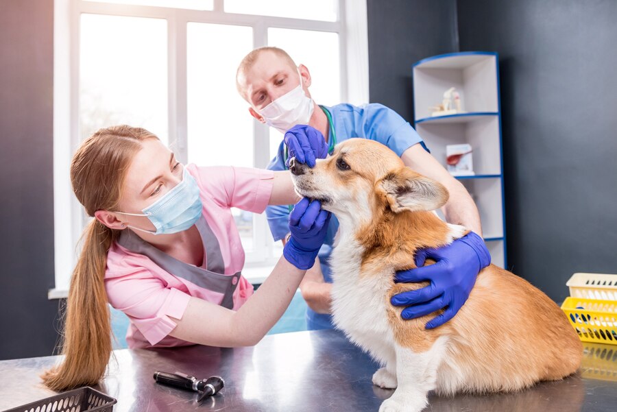 Importance Of Oral Health For Dogs And Cats