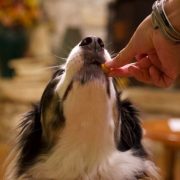 Treating Common Dog Allergies