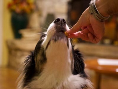 Treating Common Dog Allergies