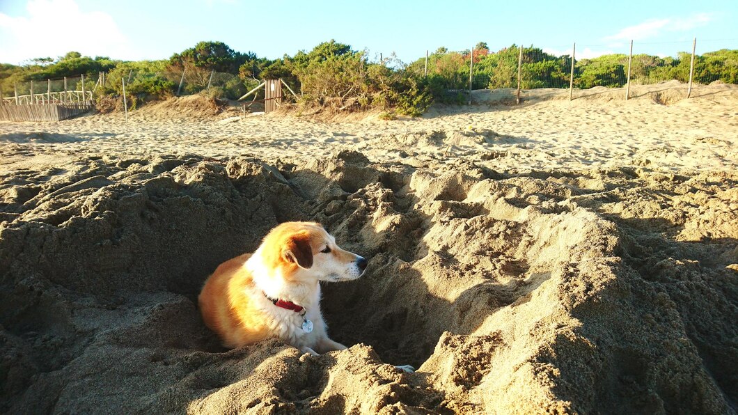 Why Do Dogs Dig