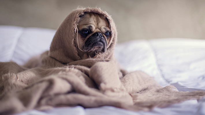 Phases Of The Dog Heat Cycle