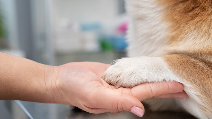 Signs and Symptoms of Cracked Dog Paws
