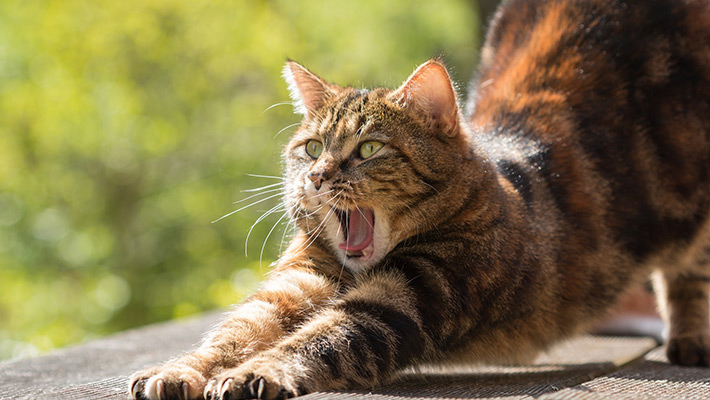 The Science Behind Cat Licking Behavior