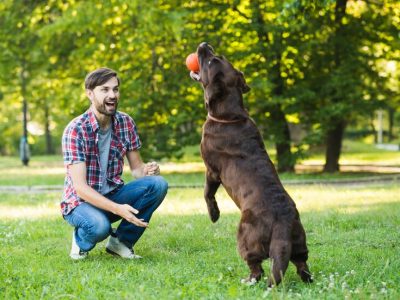 If you want to use positive reinforcement for your dog effectively, you must understand the key principles of this approach to achieve what