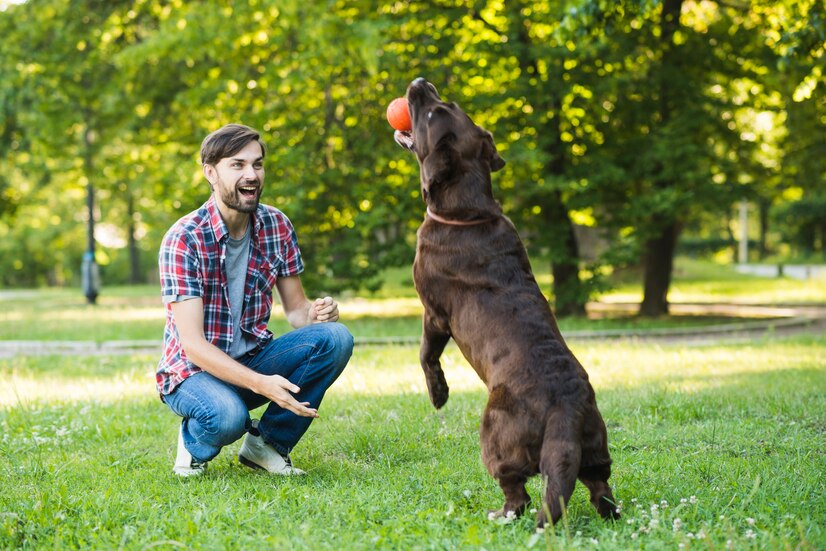 If you want to use positive reinforcement for your dog effectively, you must understand the key principles of this approach to achieve what