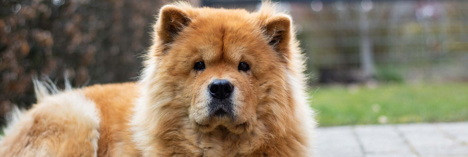 chow chow dog