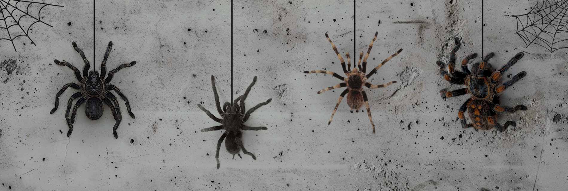 4 Types of Tarantulas