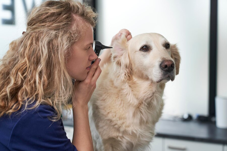 Addressing Common Ear Challenges In Dogs