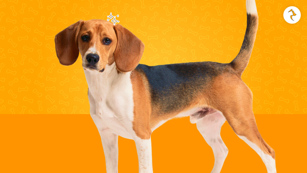 Beagles