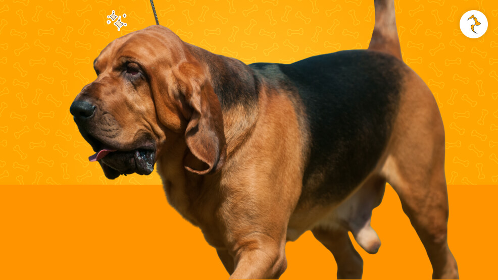 Bloodhound