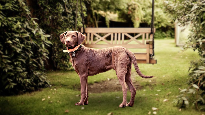 Chesapeake Bay Retriever