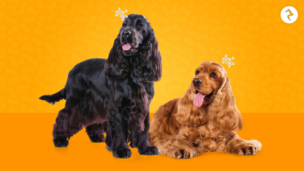 English Cocker Spaniel