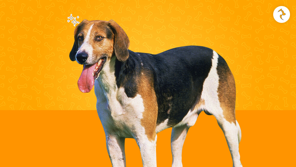 English Foxhound