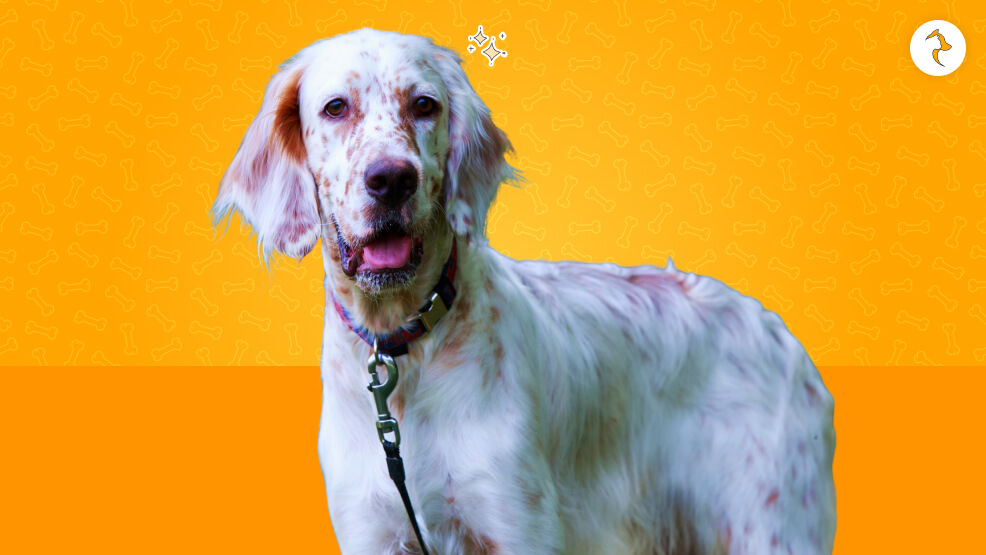 English Setter