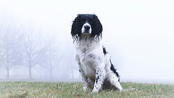 English Springer Spaniel