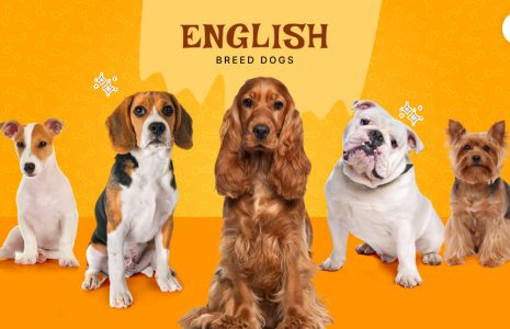 Dogs