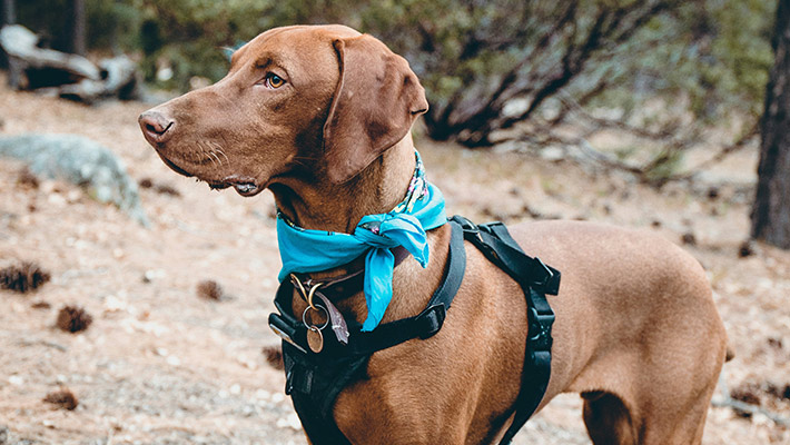 German Shorthaired Pointer