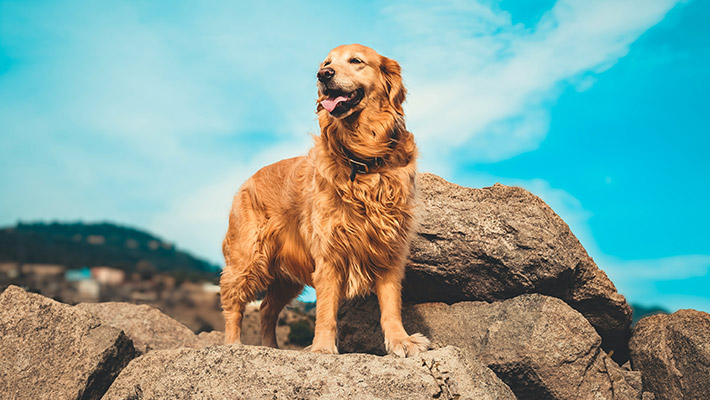 Golden Retriever 