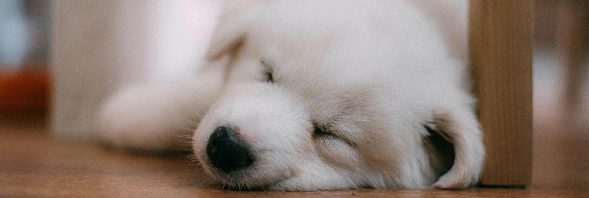 How Much Do Puppies Sleep