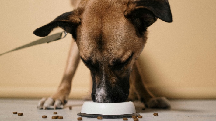 How Much Food Should You Feed To Your Dog