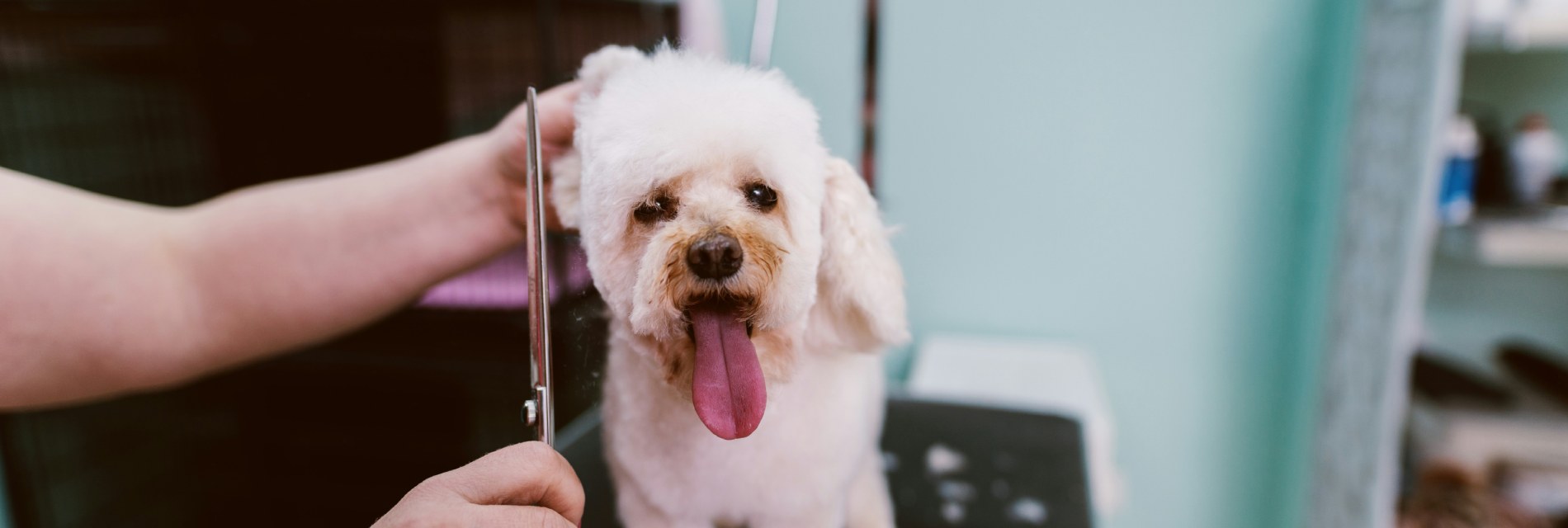 How To Groom A Dog