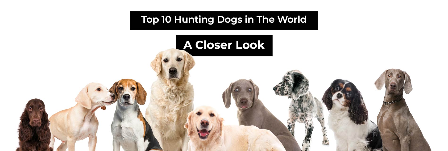 Hunting Dogs