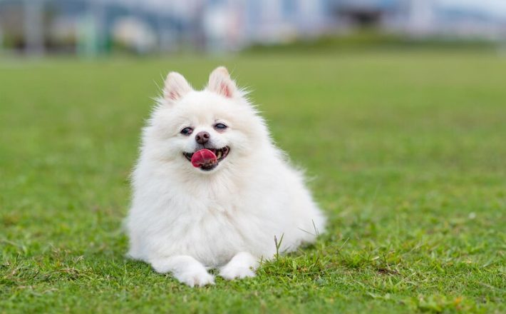 Indian Spitz Breed Overview