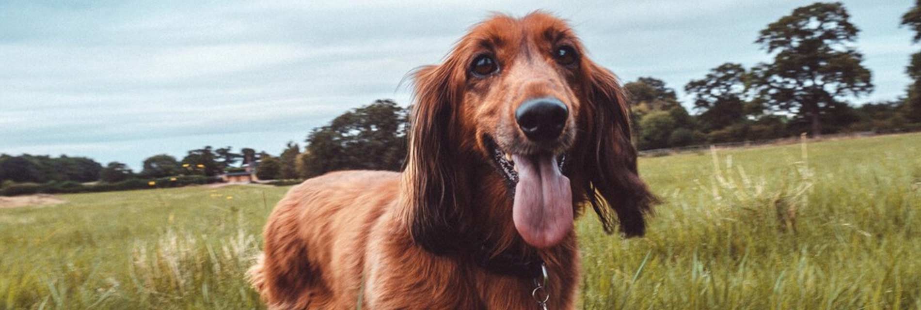 Irish Setter 