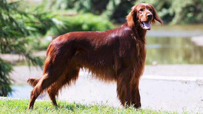 Irish Setter