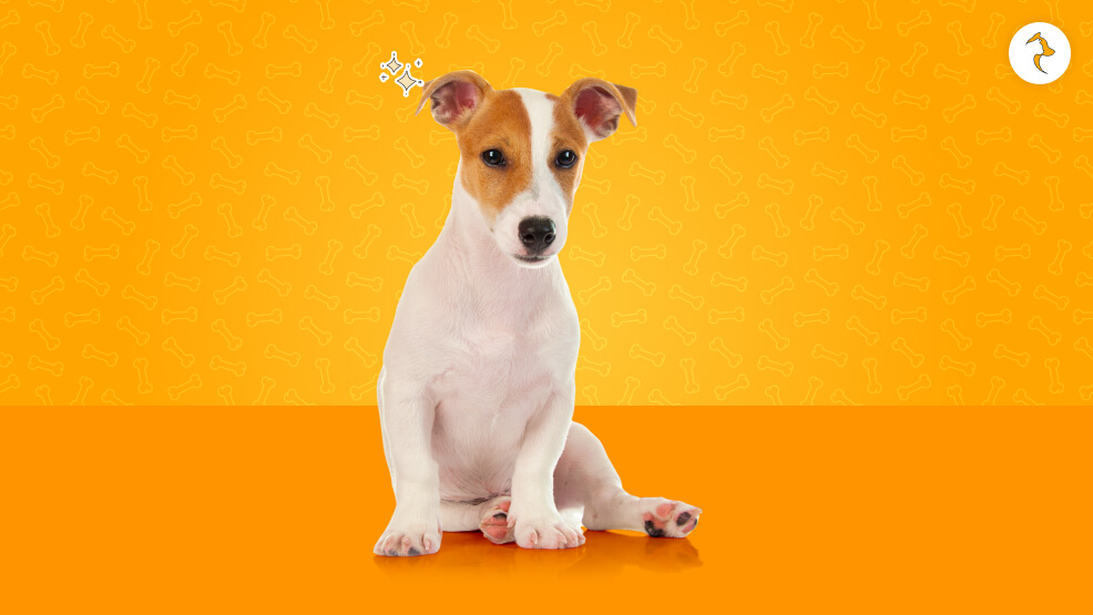 Jack Russell Terrier
