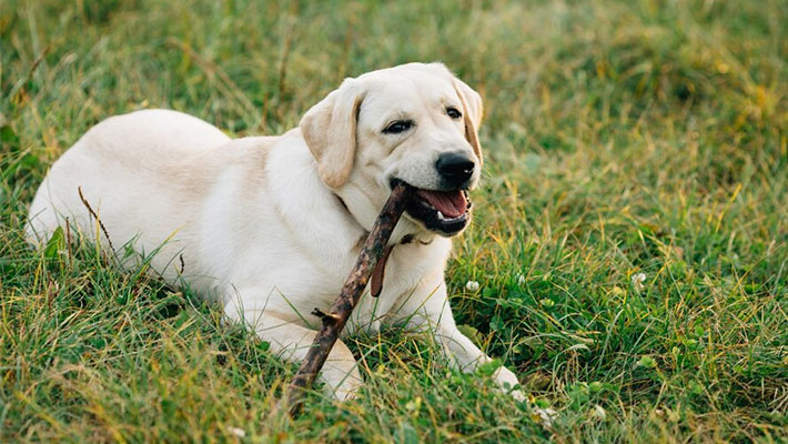 Labrador Retriever