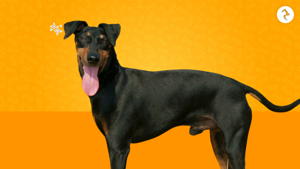 Manchester Terrier