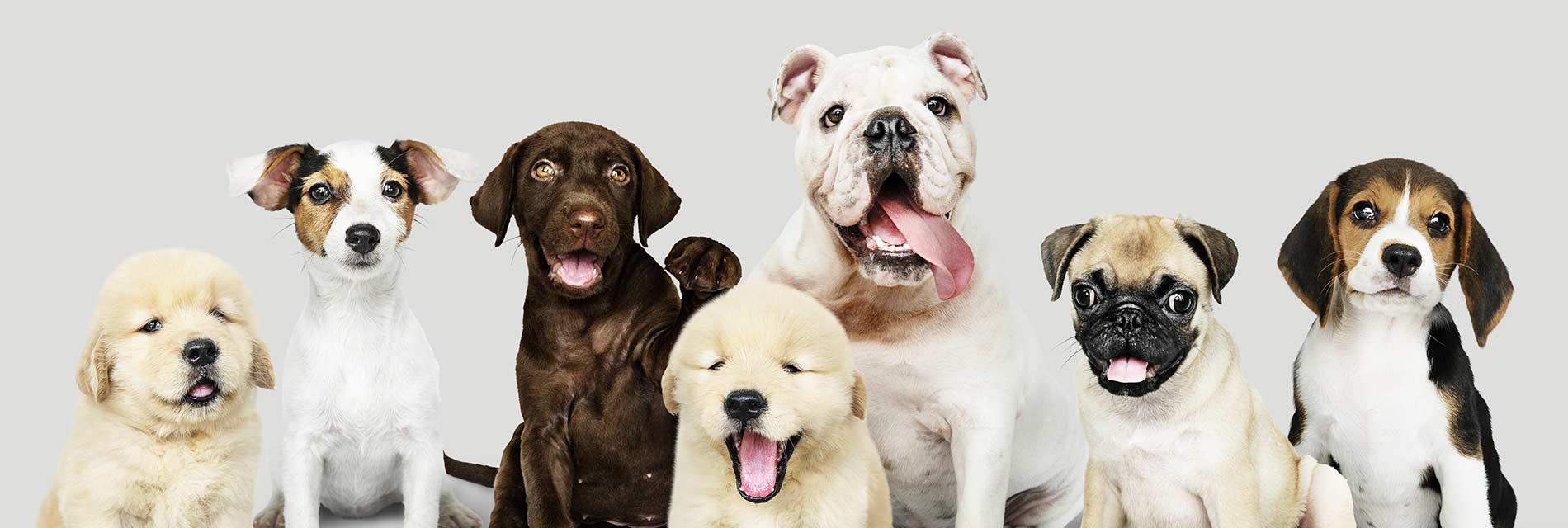 Most Affectionate Dog Breeds