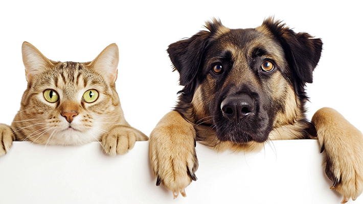 Nutritional Requirements of Dogs Vs Cats