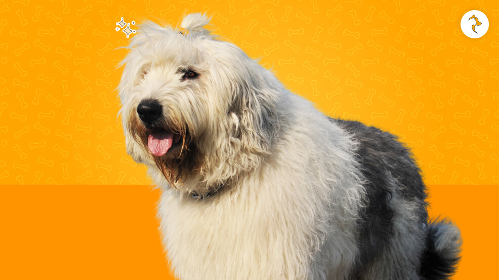 Old English Sheepdog