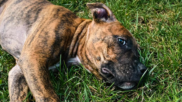 Presa Canario Breed Overview