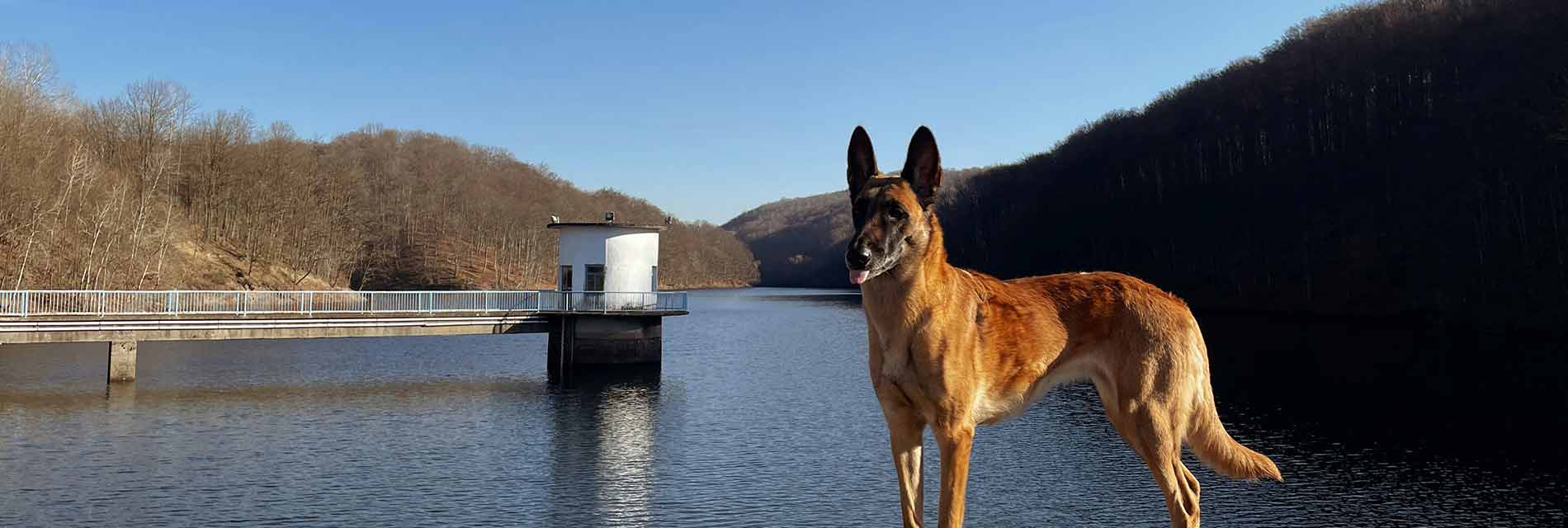 The Belgian Malinois