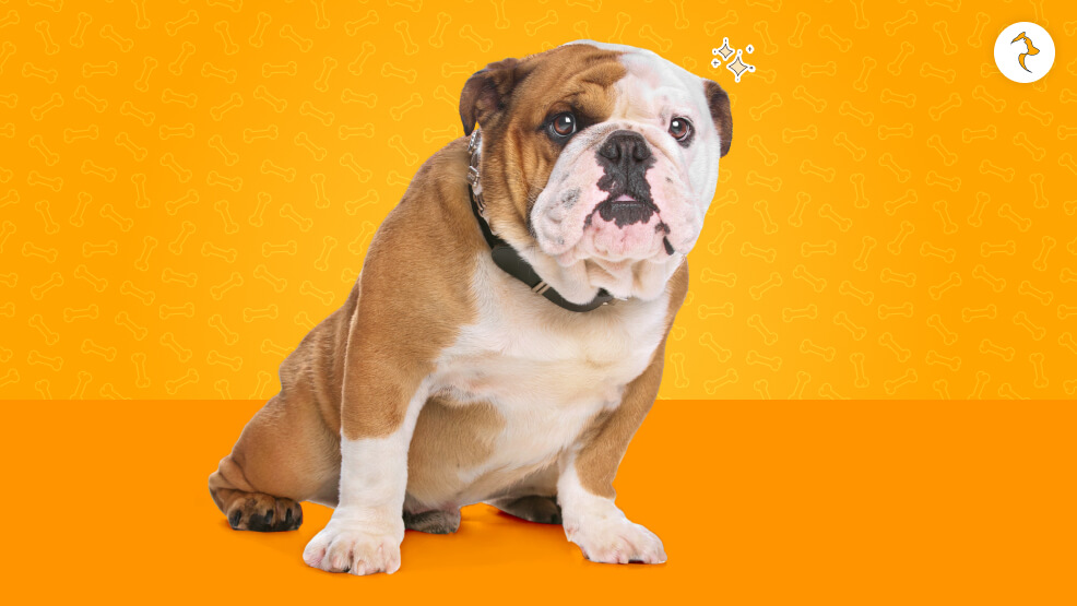 The English Bulldog